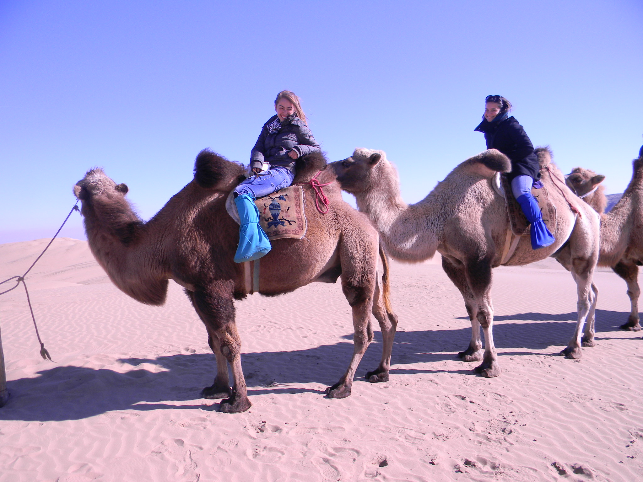 Cammello deserto Gobi