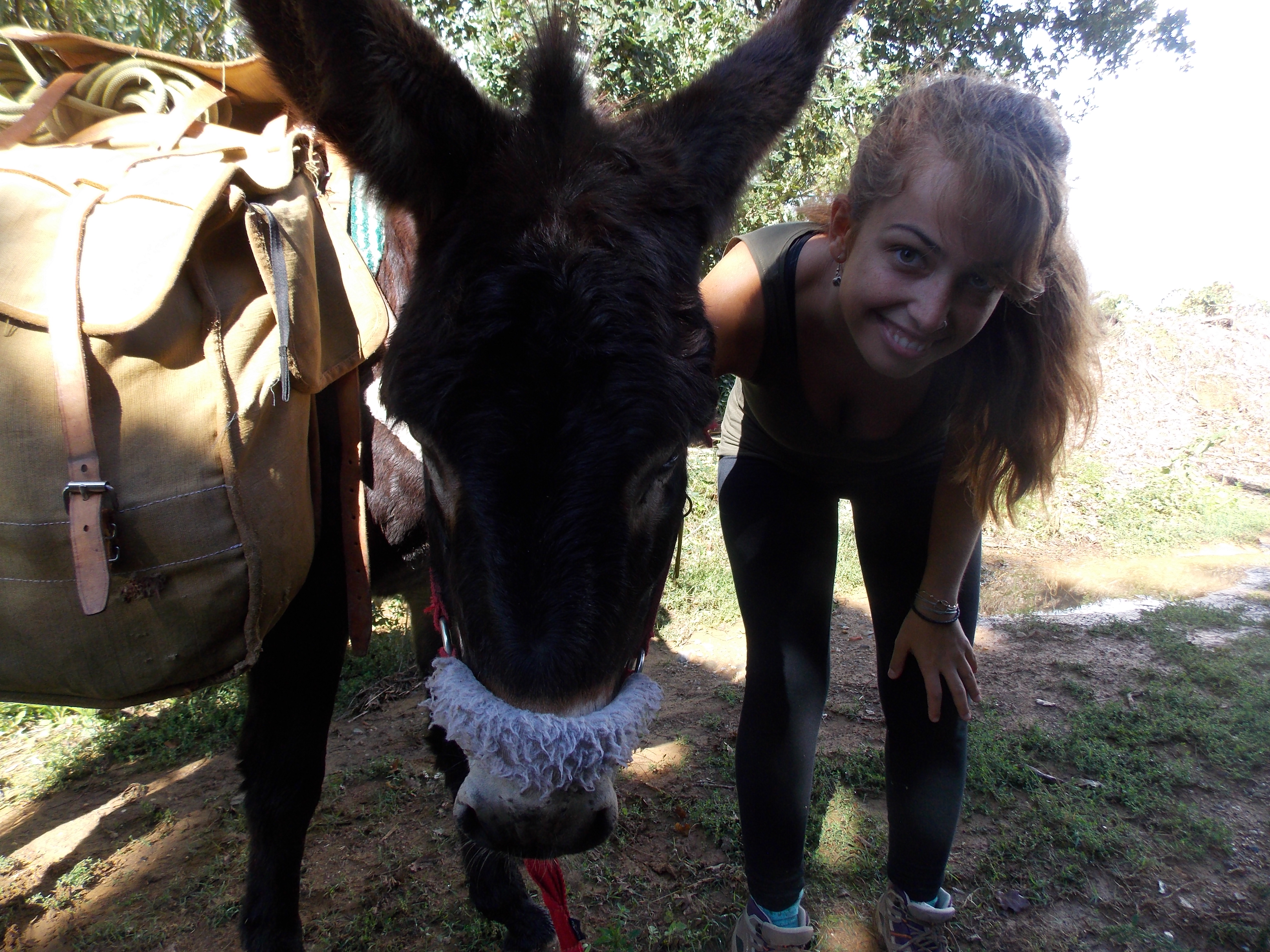 Donkey Catalonia hiking