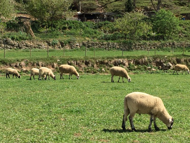 Sheep Girona cycling