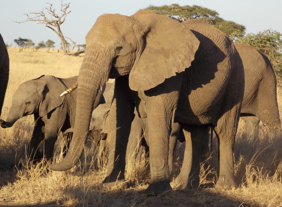Elefanti safari Africa