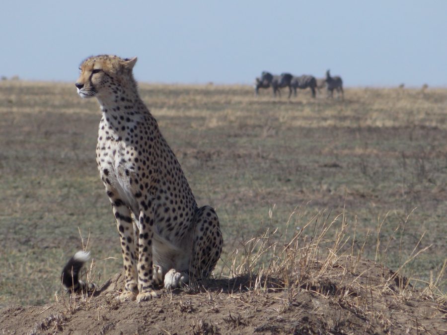 Ghepardo safari Tanzania