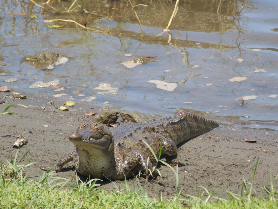 Crocodile Costa Rica