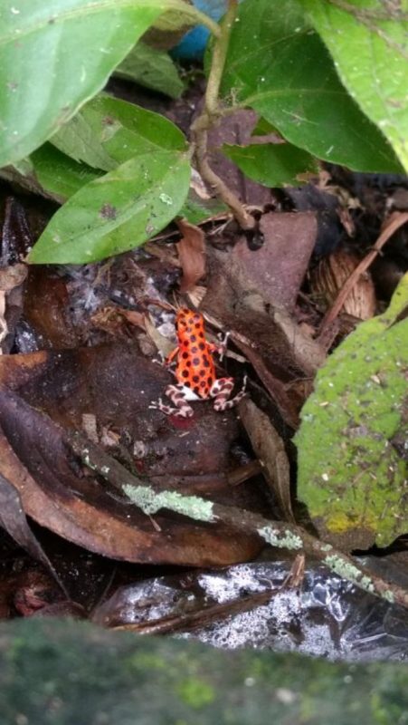 Red Frog Panama