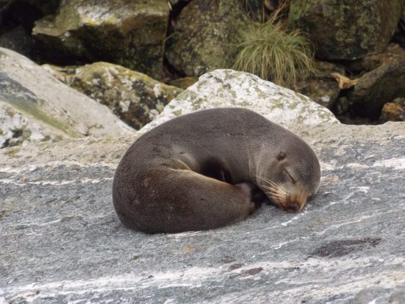 seals in Milford Sound
