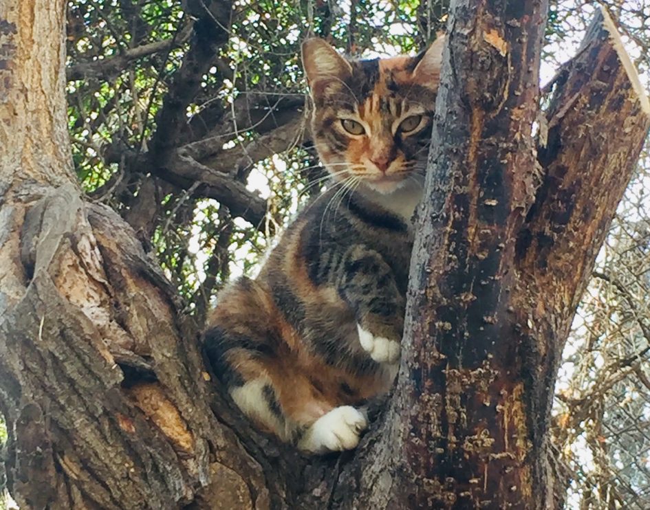 cat on a tree donousa